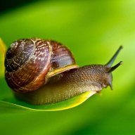 snail