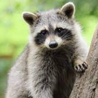 raccoon